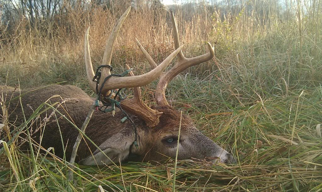 Deer Antler Shed Traps