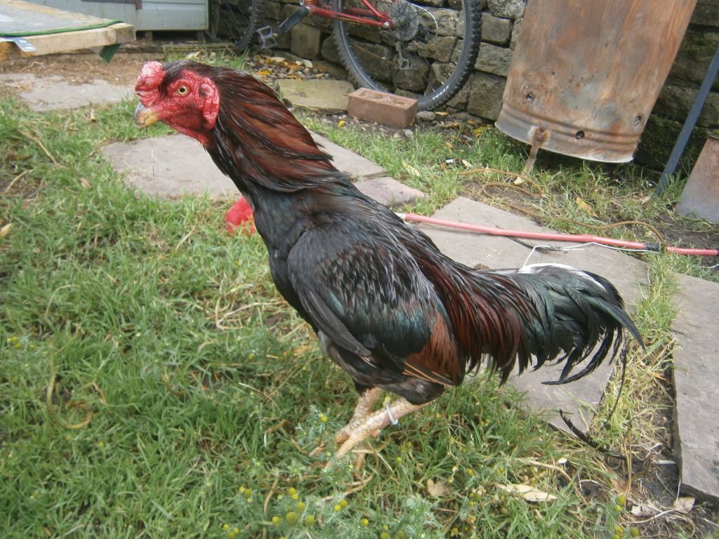 002-1.jpg