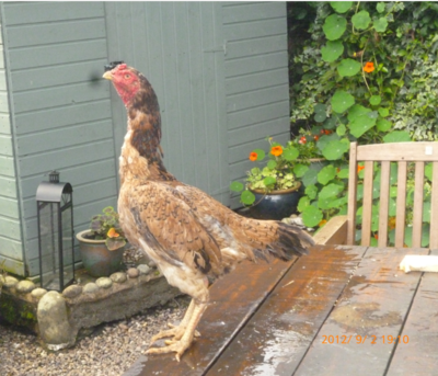 hen.png