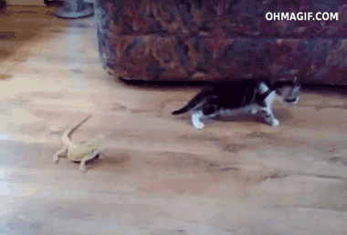 funny-kitten-scared-of-a-lizard_zps4fet4xdj.gif