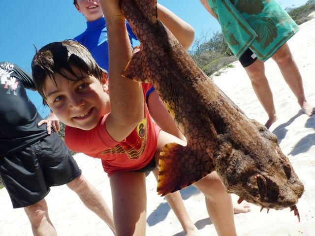  photo Wobbegong_zpsf6b1504b.jpg