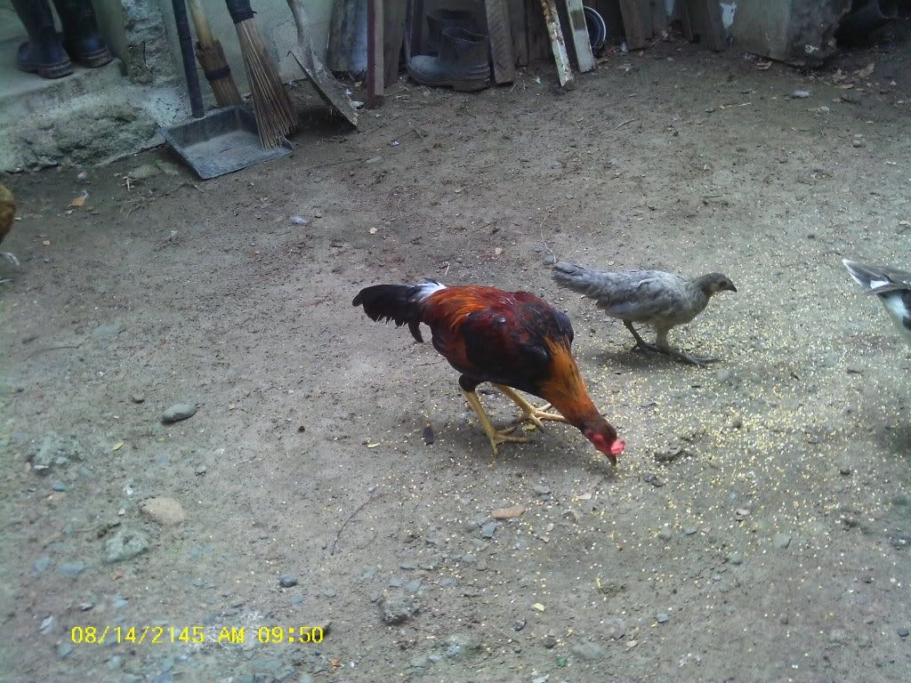 Am Finally home,  pictures to come - Poultry