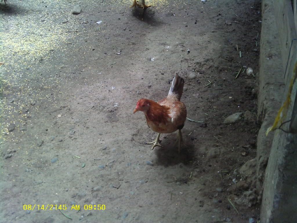 Am Finally home,  pictures to come - Poultry