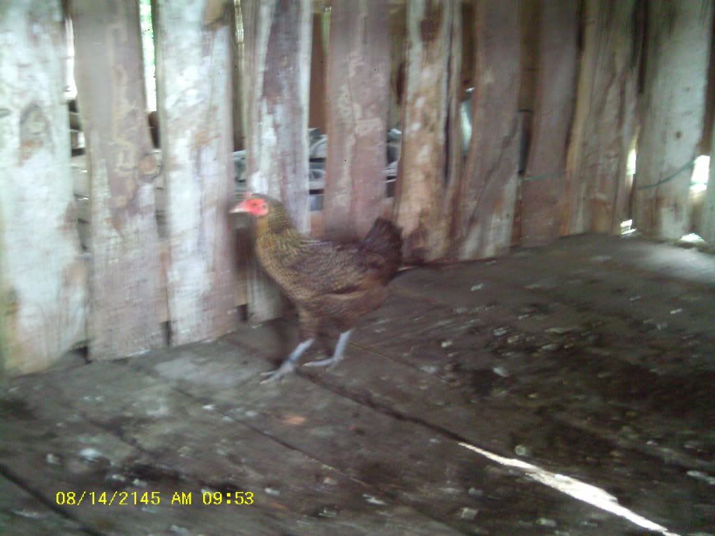 Am Finally home,  pictures to come - Poultry