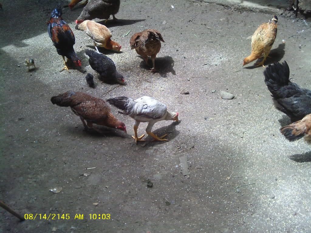 Am Finally home,  pictures to come - Poultry