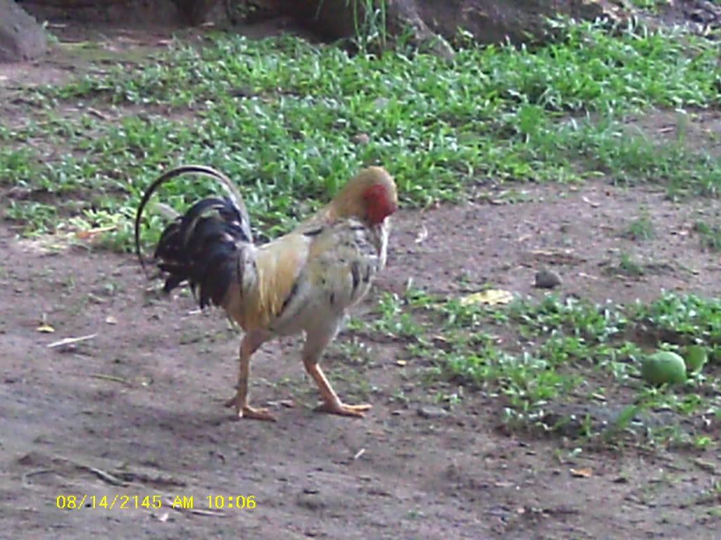 Am Finally home,  pictures to come - Poultry