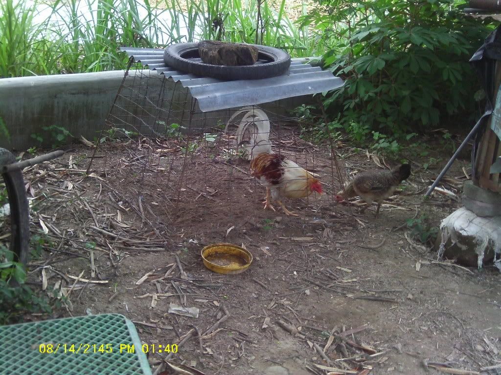 Am Finally home,  pictures to come - Poultry