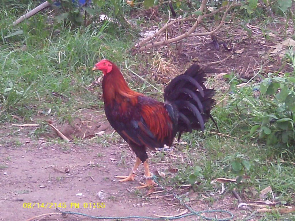 Am Finally home,  pictures to come - Poultry