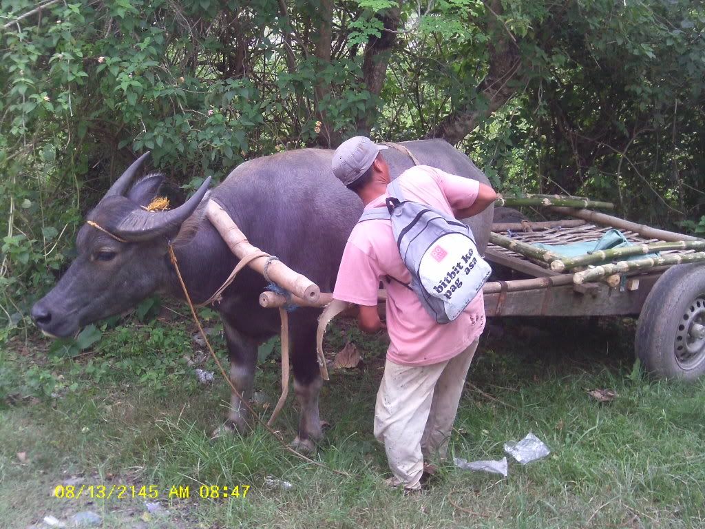 Am Finally home,  pictures to come - Poultry