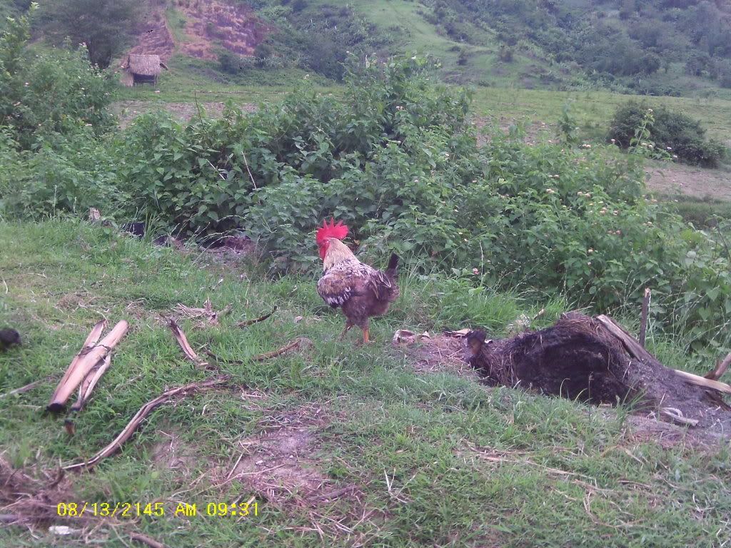 Am Finally home,  pictures to come - Poultry