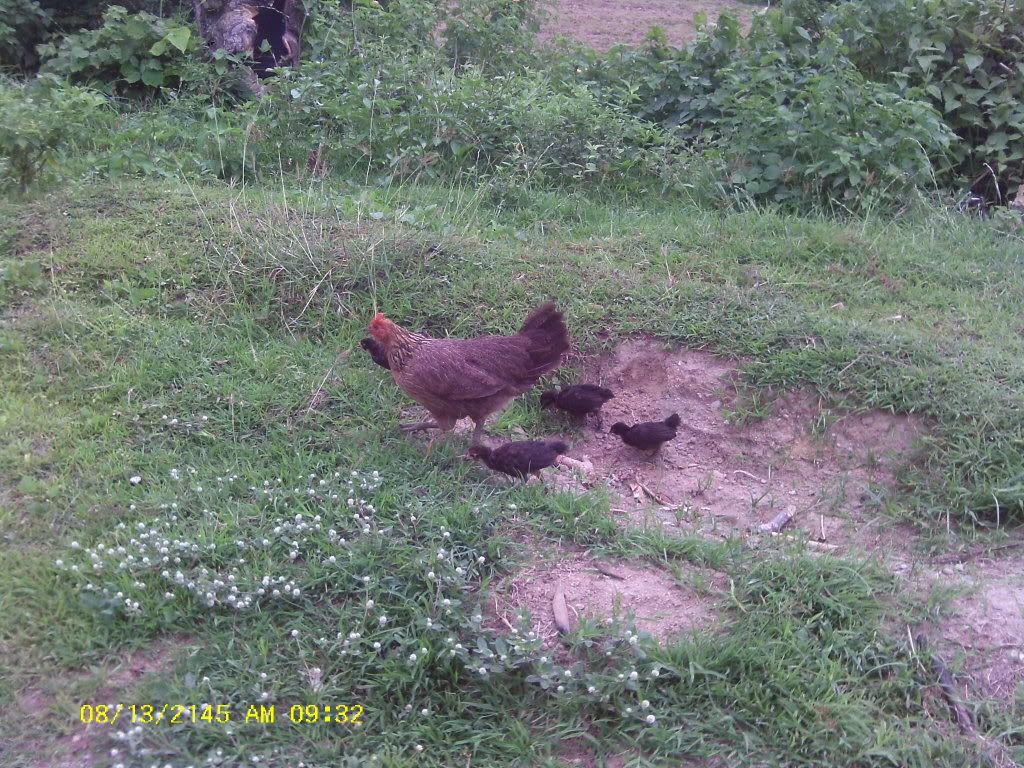 Am Finally home,  pictures to come - Poultry