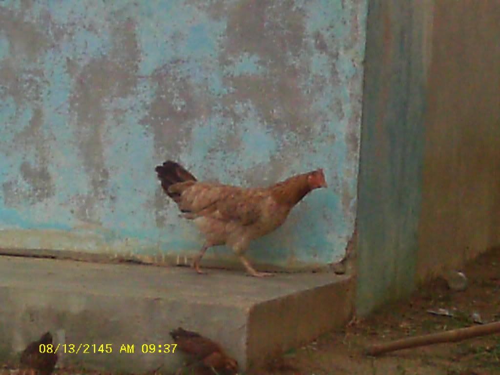 Am Finally home,  pictures to come - Poultry