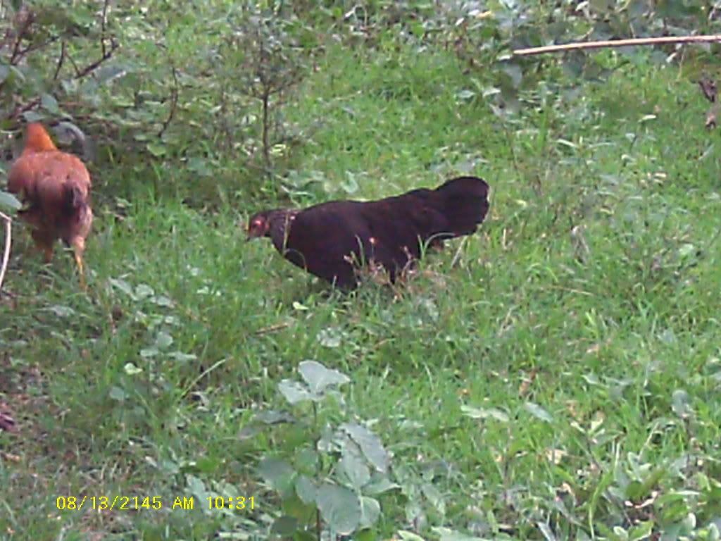 Am Finally home,  pictures to come - Poultry