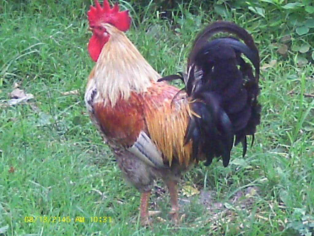 Am Finally home,  pictures to come - Poultry