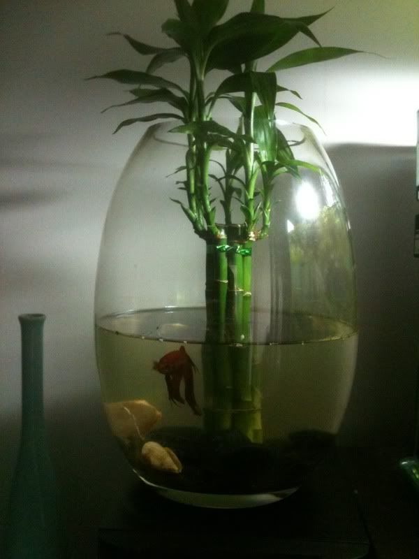 betta fin rot. etta fin rot. Re: etta fin rot