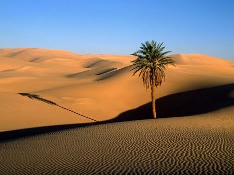 Lone Palm Sahara Desert Saat Rasulullah Pergi
