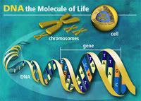 dna11 1 Rahasia DNA Manusia