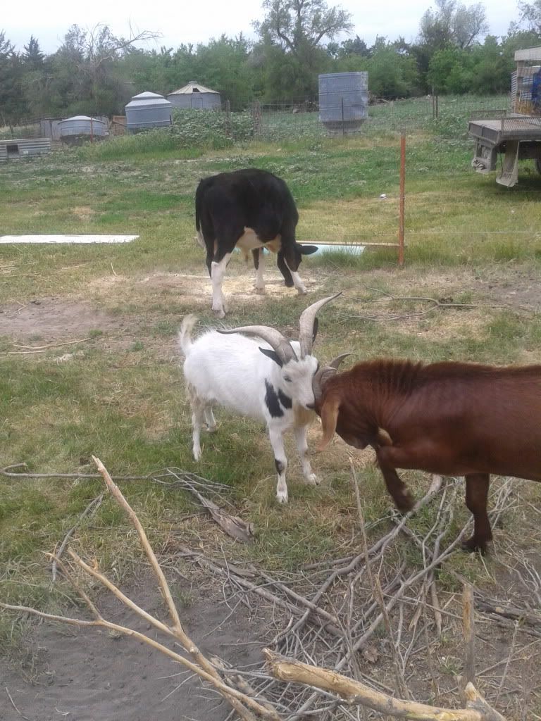 Putting weight on a goat? - Goats