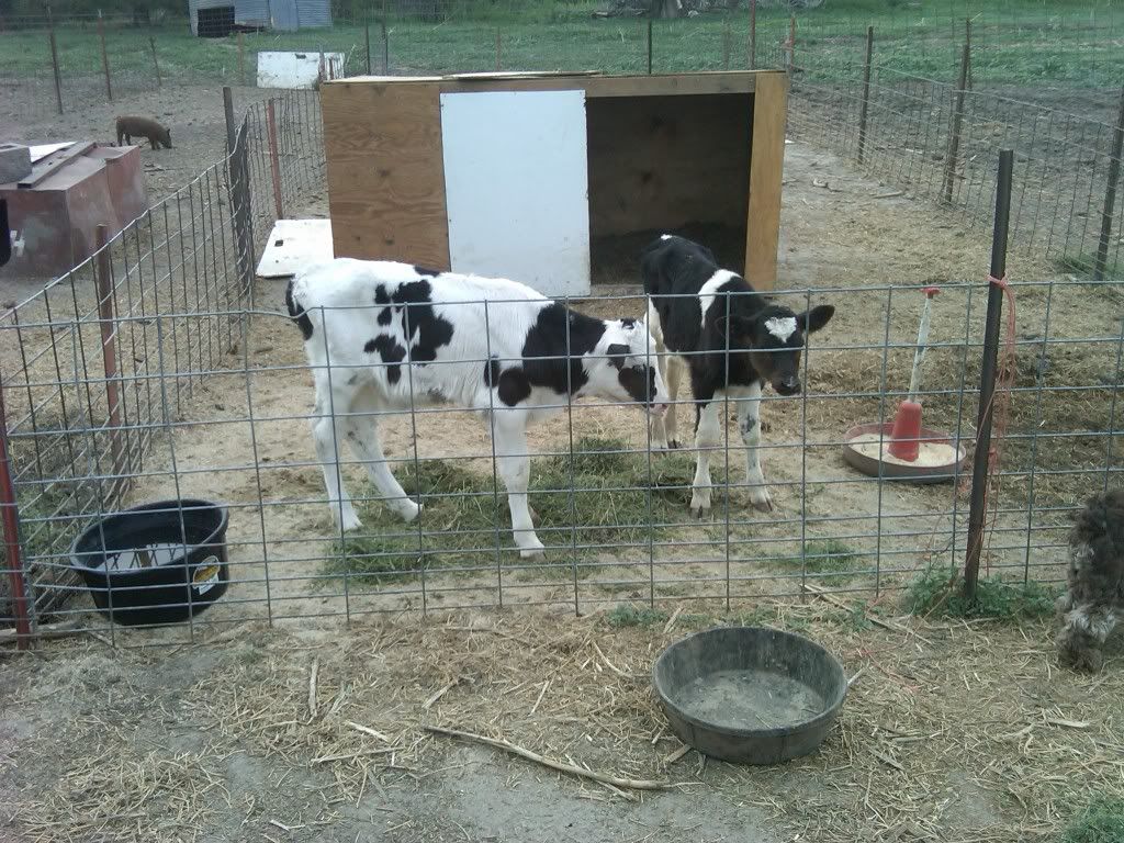 How much milk replacer is to much? - Cattle