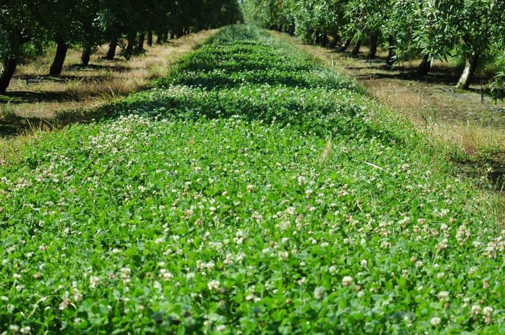 Planting White Clover