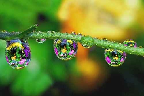 raindrops on flower photo: Raindrops...... 1095860966_a03c9cb69c.jpg