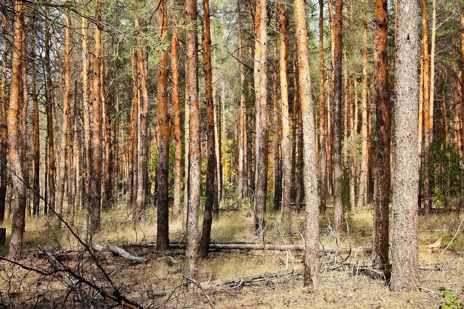 Сосновый лес. Саратовская область 