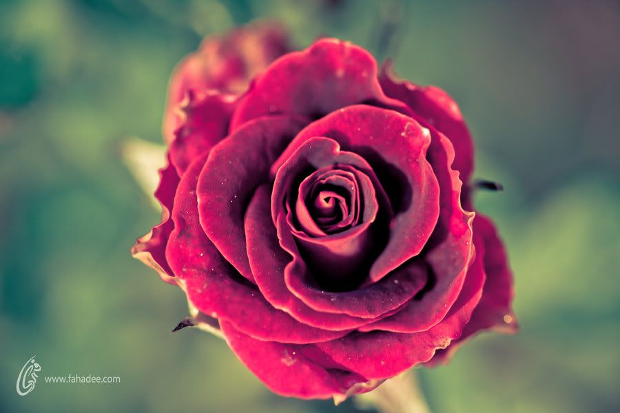 roses photo: arose_with_feelings_by_fahadee-d4gz9rc.jpg