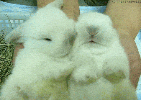 bunnies-coelho-gif-Favimcom-2387461.gif