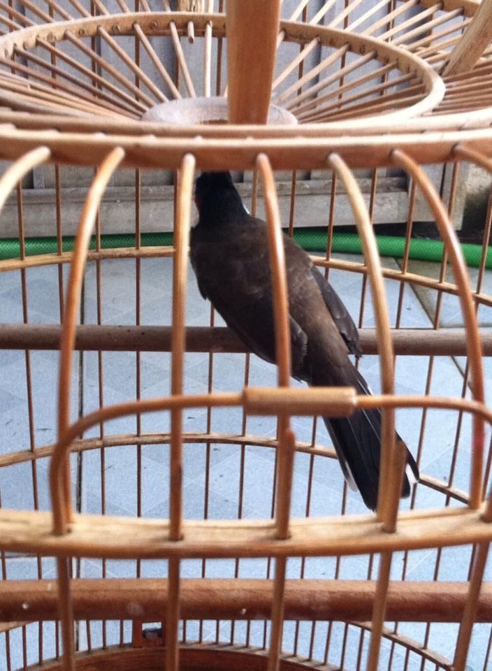 Chào mào 2mùa  3 mùa 4 mùa co clip  thanh lý - 1