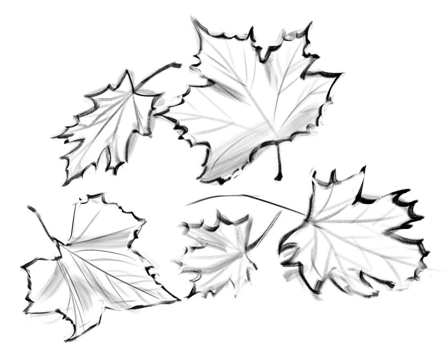 [Image: leaf-studies.jpg]
