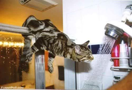 shower cat Pictures, Images and Photos
