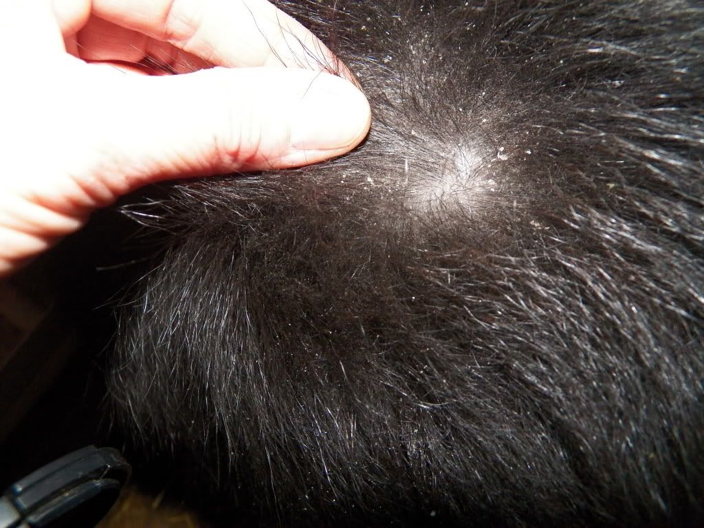 Dry skin or a parasite?? Can anyone help?? The Goat Spot Your Goat