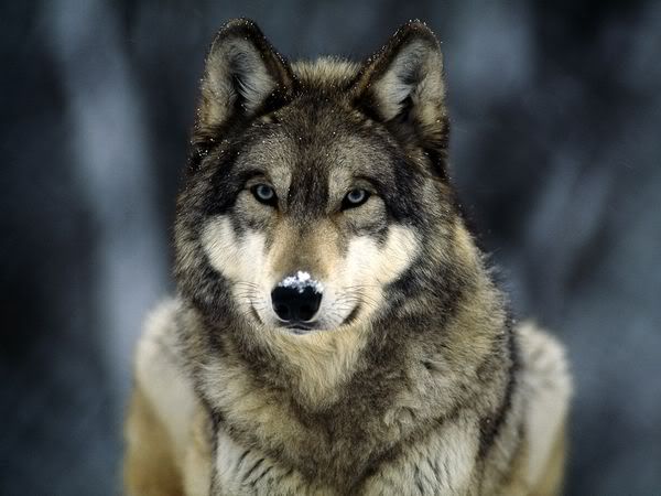 Wolf Types