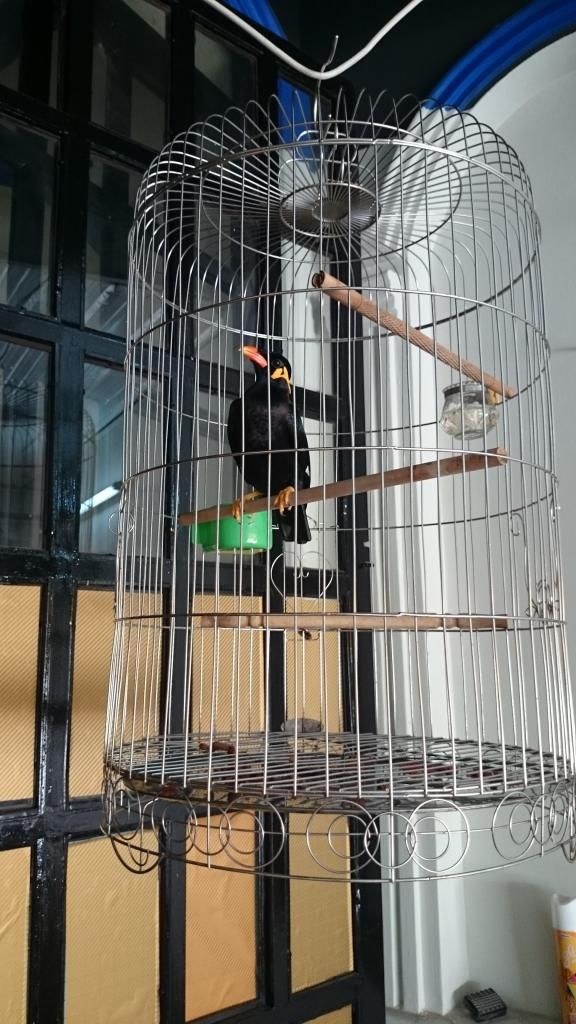 Ra đi chú nhồng và lồng inox zin