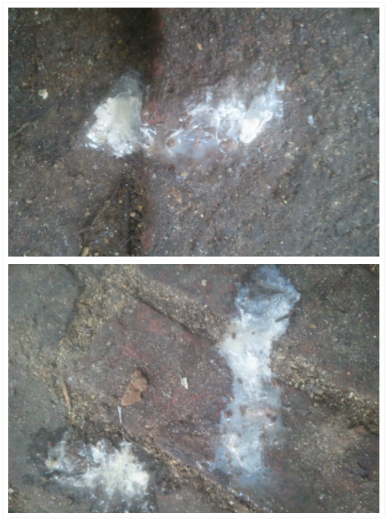 Phải bệnh cầu trùng không bà con?