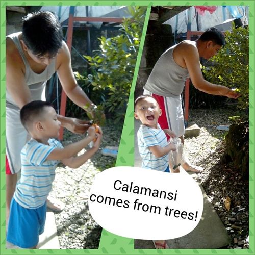  photo calamansipicking_zpsf8aca23c.jpg