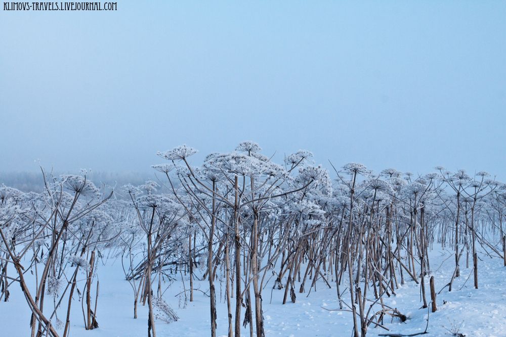 photo 4FrostSmog.jpg