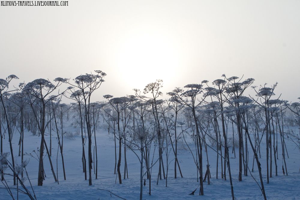 photo 6FrostSmog.jpg