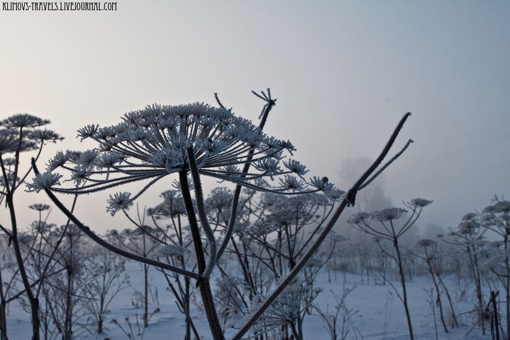 photo 7FrostSmog.jpg