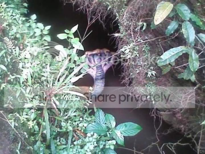 SNAKEwith.jpg