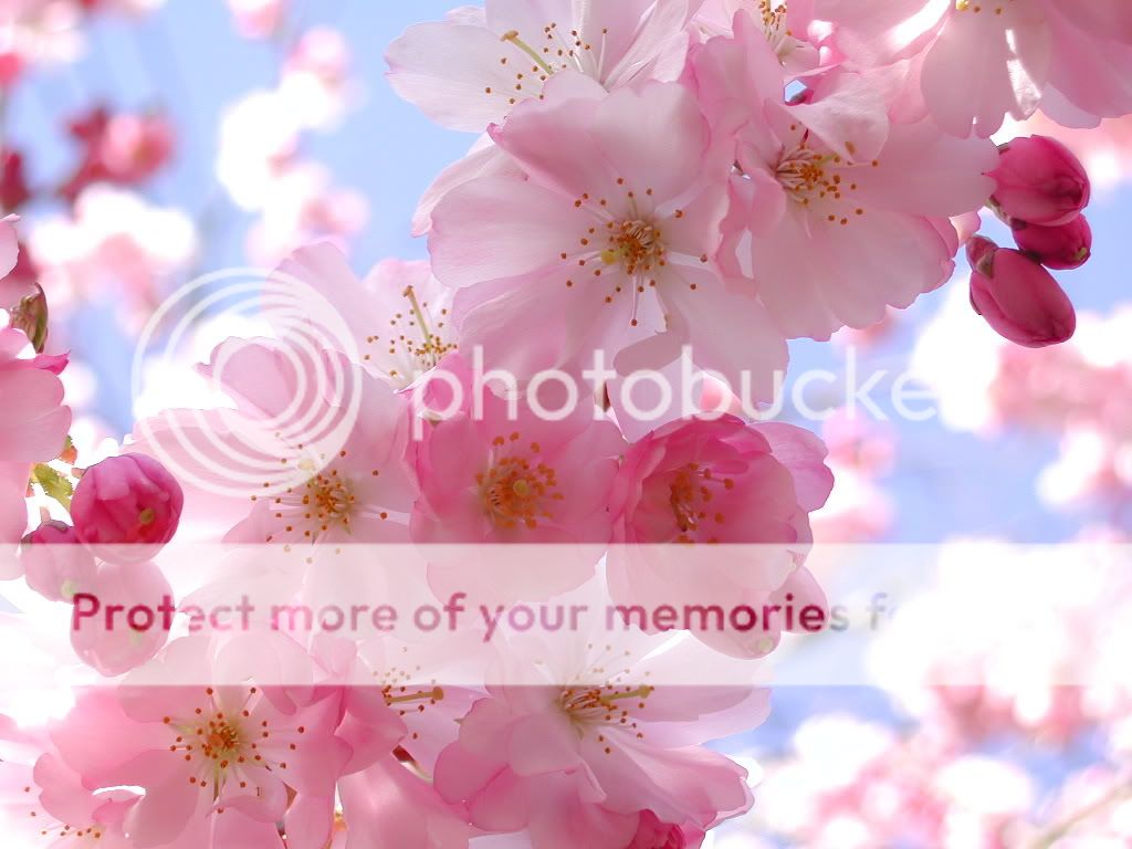 pretty-pink-flowers-lovely-1.jpg